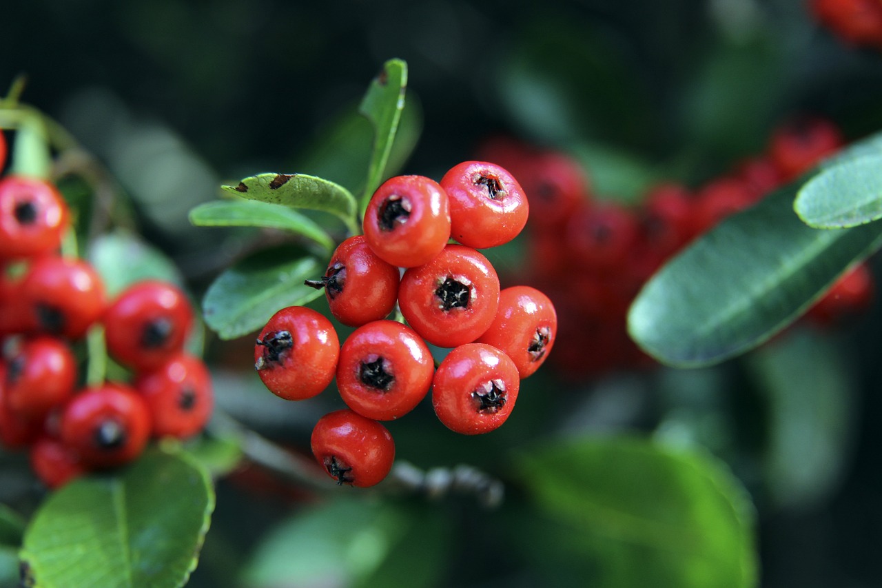 员杜月徵替 员杜月徵替